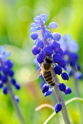 Full Download Bee on a Blue Flower Nature Journal: 150 Page Lined Notebook/Diary -  file in ePub