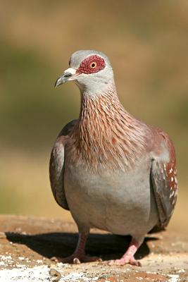 Read Speckled Pigeon (Columba Guinea) Journal: 150 Page Lined Notebook/Diary -  | ePub