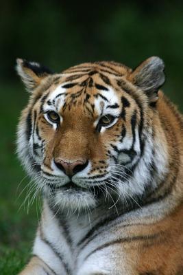 Download Tiger Portrait Journal: 150 Page Lined Notebook/Diary -  file in ePub