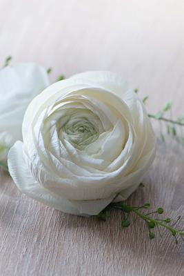 Download Lovely Creamy White Ranunculus Flower Journal: 150 Page Lined Notebook/Diary -  | PDF