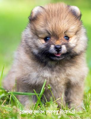 Read Online Pomeranian Puppy Journal: 7.44 X 9.69 Inch Dog Notebook, College Ruled Composition Book, Dog Lined Journal, 200 Pages -  | ePub