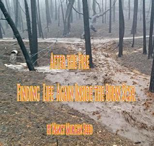 Full Download After the Fire: Finding Life Again Within the Burn Scar (Butte Fire Disaster Book 2) - Nancy Morgan Reed | ePub